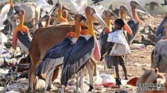 原创 印度最大的垃圾场里，鸟比人