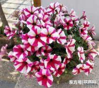 剪1刀饿3天，矮牵牛轻松养爆盆，比