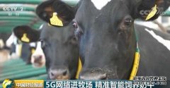5G网络进牧场 精准智能饲养奶牛