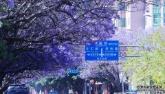 4月第一波蓝花楹！这座小春城已被